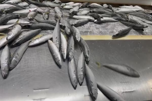 Pacific Mackerel Pacific Mackerel