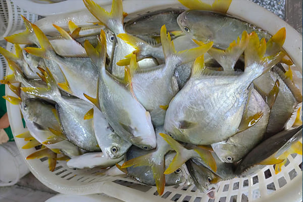 Golden Pompano vs Tilapia: How to Tell?