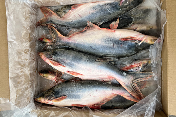 Is Basa Fish Safe to Eat?