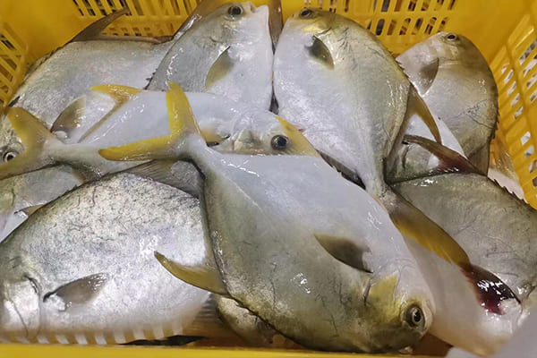 Golden Pomfret Golden Pomfret