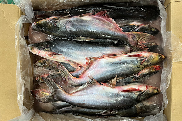 Nutritional Benefits of Basa Fish