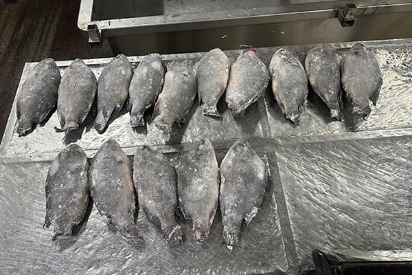 Tilapia Sizes and Counts