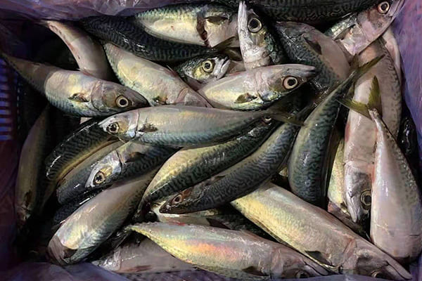 Frozen-Pacific-Mackerel