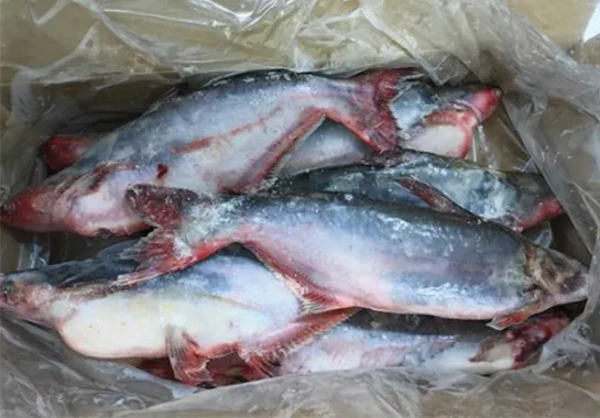 Frozen Basa Fish