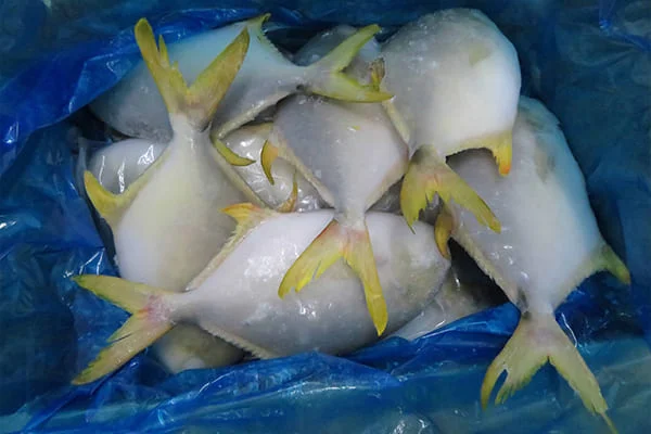 Frozen Golden Pompano for distribution