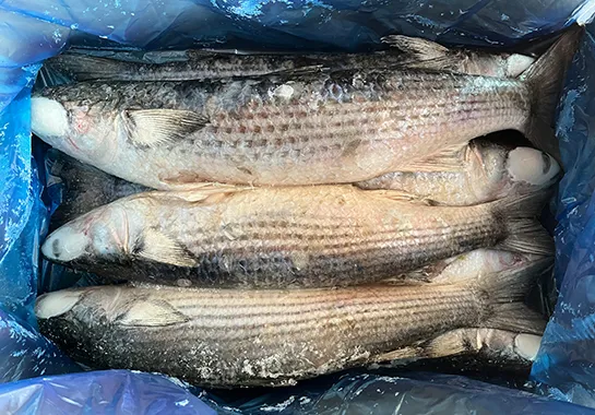 Frozen Gutted Grey Mullet