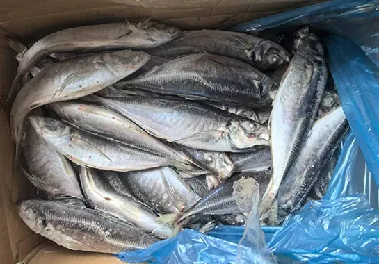 Frozen Horse Mackerel