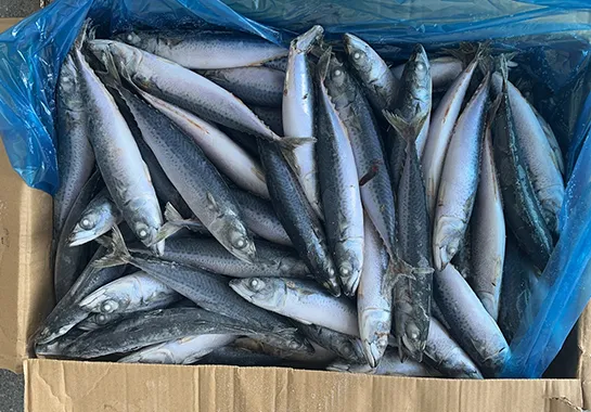 Frozen Pacific Mackerel