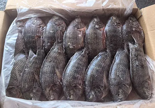 Frozen Tilapia