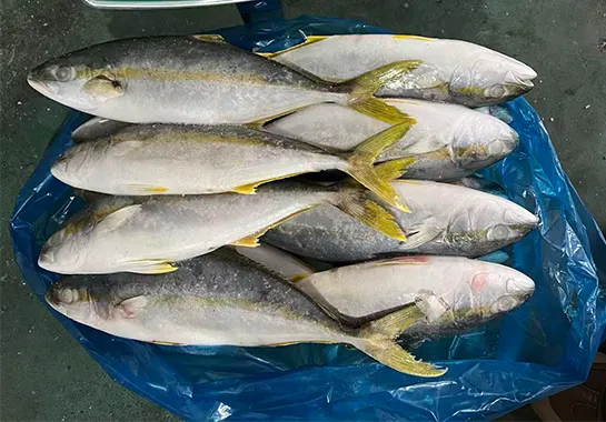 Frozen Yellowtail