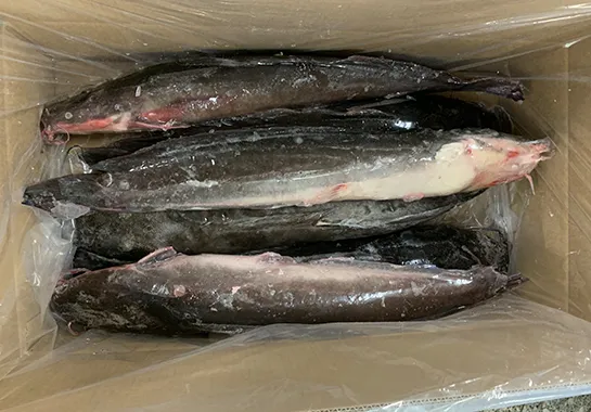 Frozen Catfish
