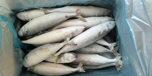 Frozen fish export carton packing with inner bag and label check