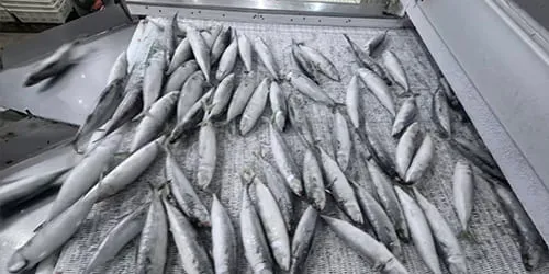 Frozen fish freezing and glazing check for net weight control