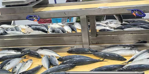 Frozen fish processing form check for whole round gutted and fillet products