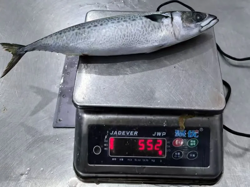 Frozen fish size grading and weighing before packing