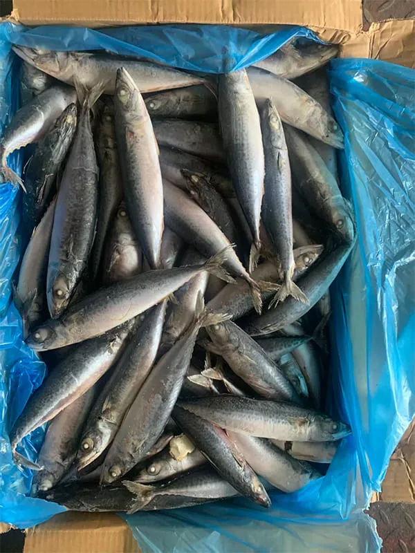 Pacific Mackerel size grading and weighing scale