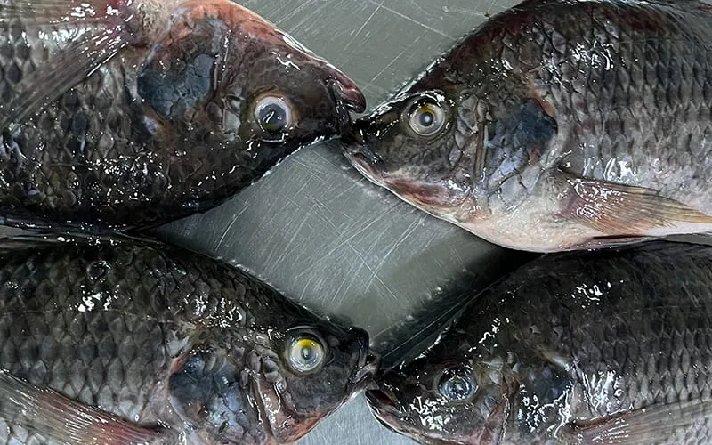 Frozen storage handling for frozen tilapia whole at -18 degrees