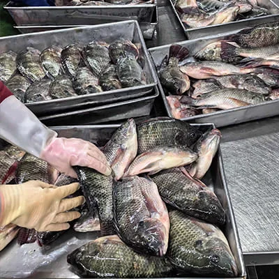 Frozen fish processing line for whole fish and fillet orders