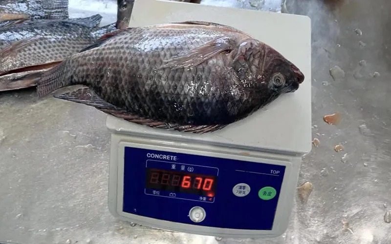 Frozen fish size grading and net weight check before shipment
