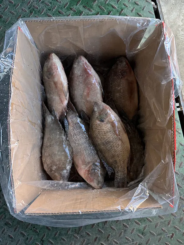 Frozen tilapia whole carton packaging for export shipment