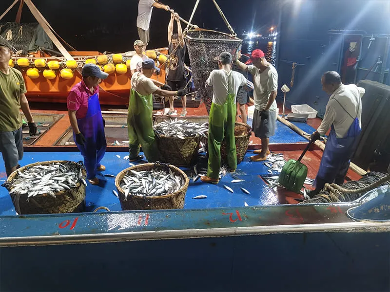 Fishing vessel catching pacific mackerel