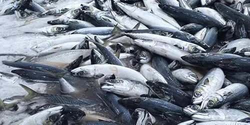 Youngfor Fishery factory exterior for frozen fish export orders