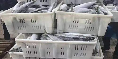 Youngfor Fishery factory photo for frozen fish export orders