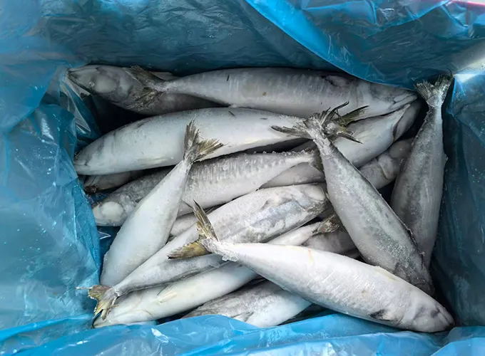 Finished frozen fish products