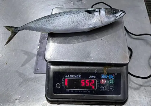 Frozen fish size grading and weighing before packing