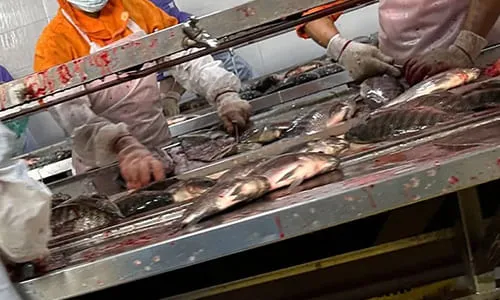 Frozen fish processing workshop for export orders