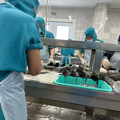 Frozen fish processing workshop for export orders