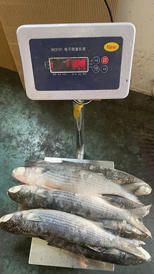 Weight check evidence of 10kg carton frozen fish