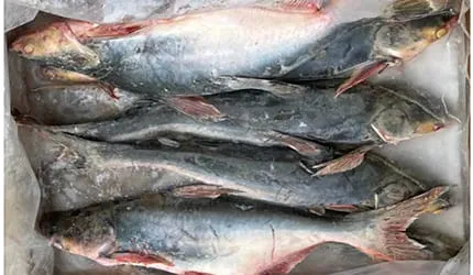 Frozen Pangasius carton opening and inspection evidence