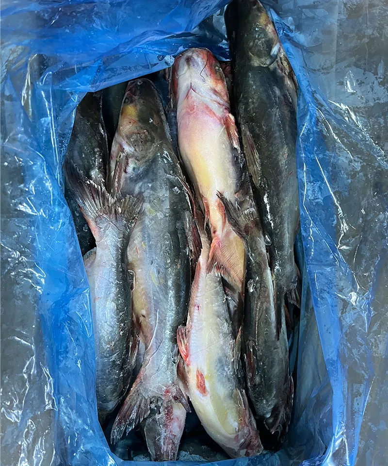 Frozen Pangasius Whole carton packing and label review for wholesale distribution