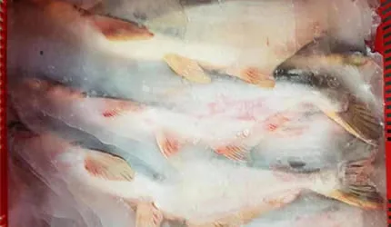 Frozen Pangasius whole accurate quotation based on specs