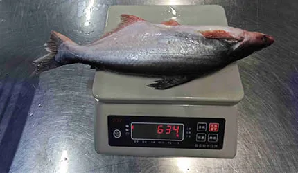 Frozen Pangasius specification evidence and quotation process for importers