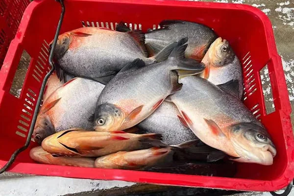 IQF Frozen Red Pacu handling and export loading