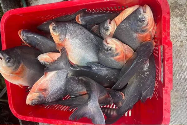 Frozen Red Pacu Whole Round appearance