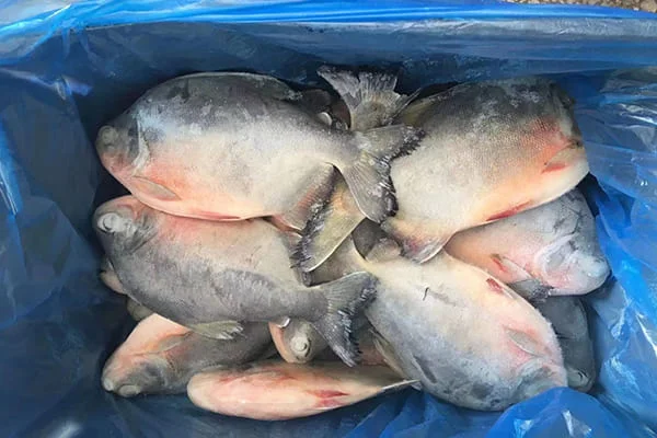 Frozen Yellowtail