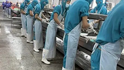 Frozen tilapia fillets processing facility for export orders