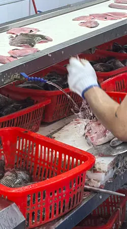 PBO and bone check for frozen tilapia fillets