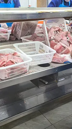 Frozen tilapia fillets trimming and skinning inspection
